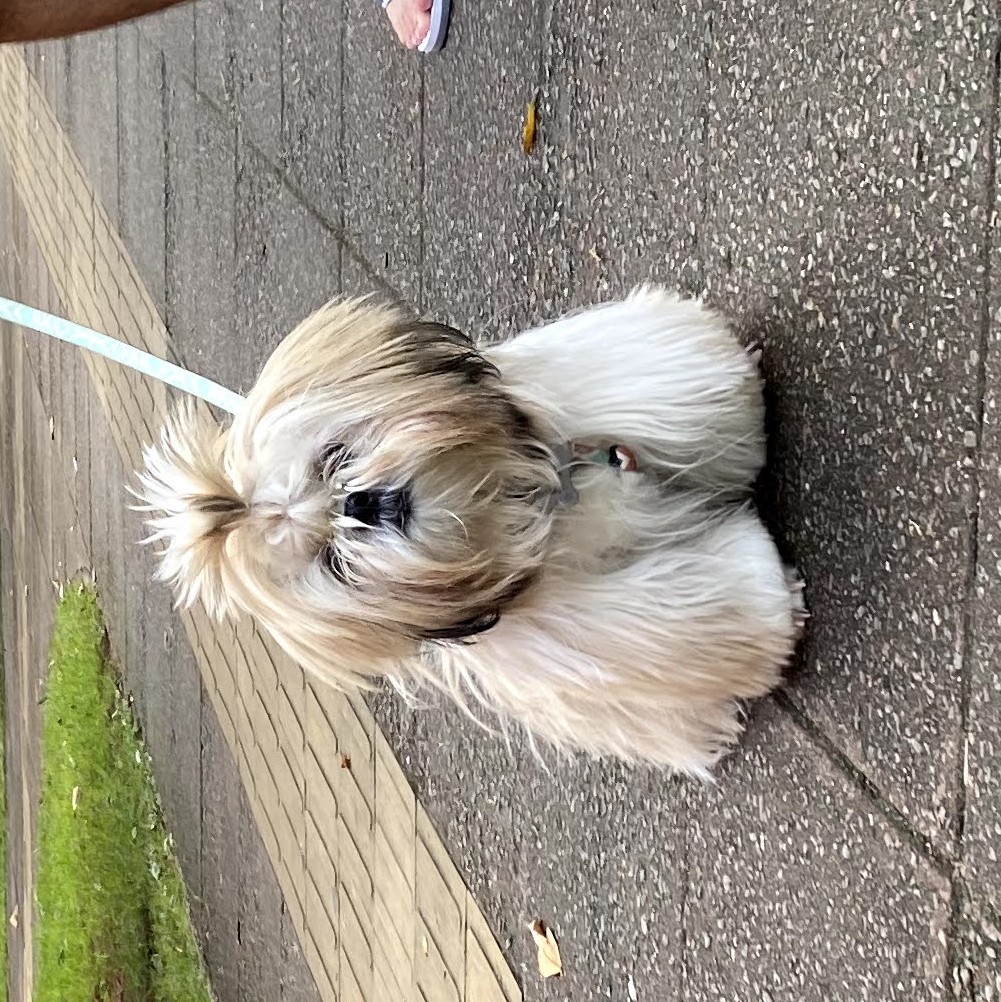 cachorrinho fofo
